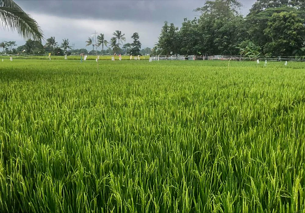 TANAH DI KAB. BOGOR - JTII05-1 - foto 3
