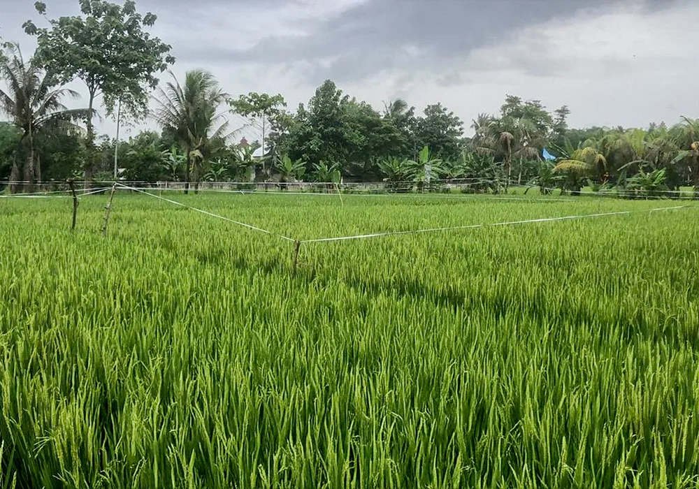 TANAH DI KAB. BOGOR - JTII05-1 - foto 4