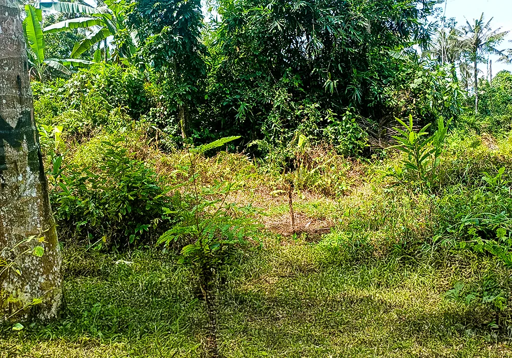 TANAH DI KAB. BANYUWANGI - NPL201-6 - foto 2