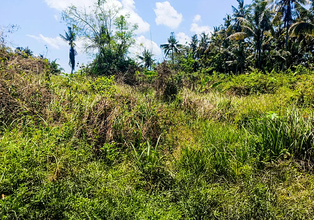 TANAH DI KAB. BANYUWANGI - NPL201-6 - foto 3