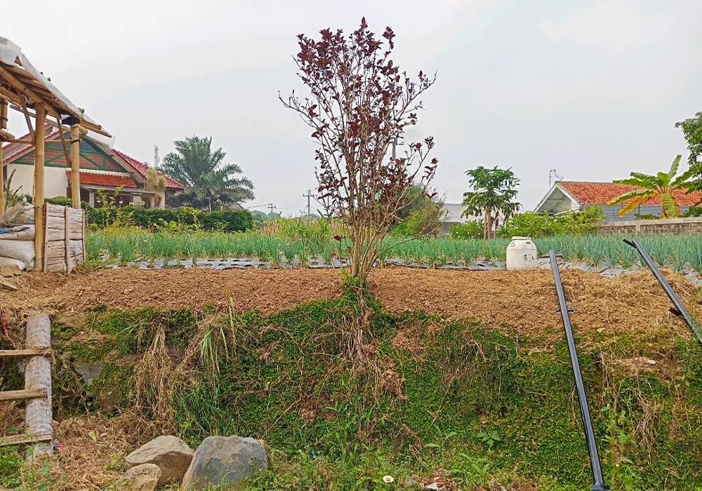 TANAH DI KAB. CIANJUR - NPL221-2 - foto 2