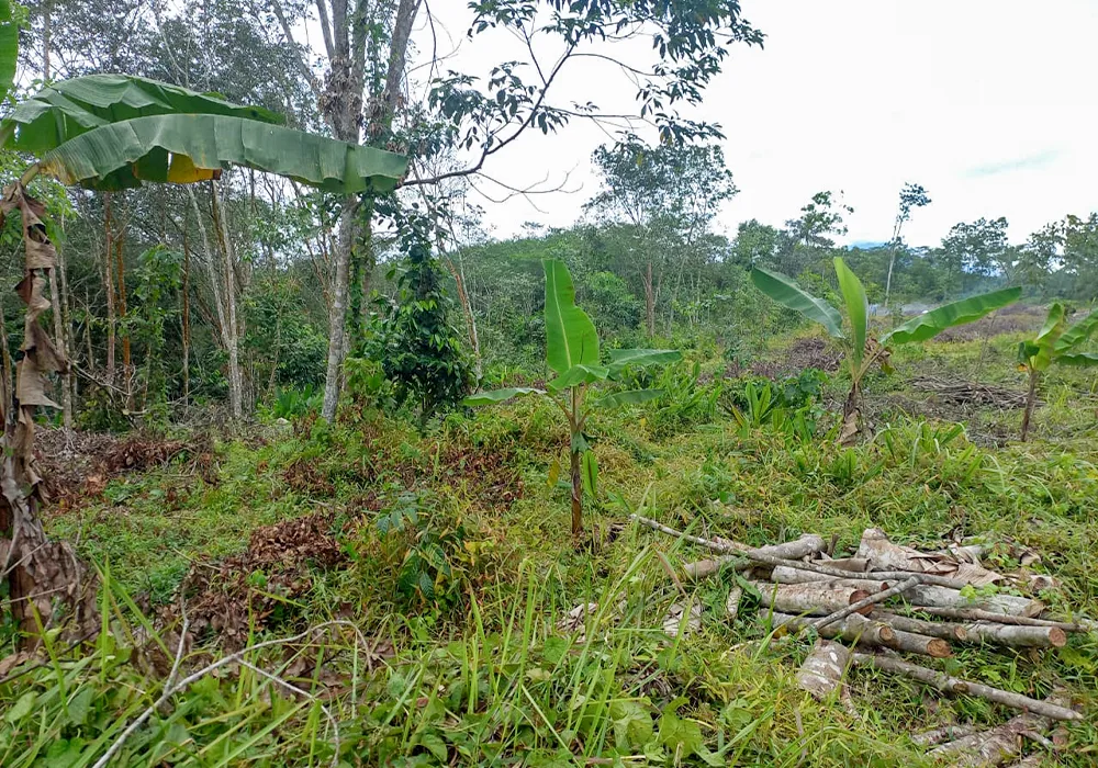 TANAH DI KAB. LEBAK - NPL233-2 - Banten