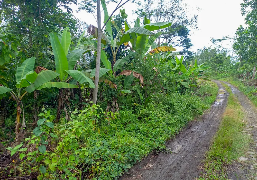 TANAH DI KAB. LEBAK - NPL233-2 - foto 2