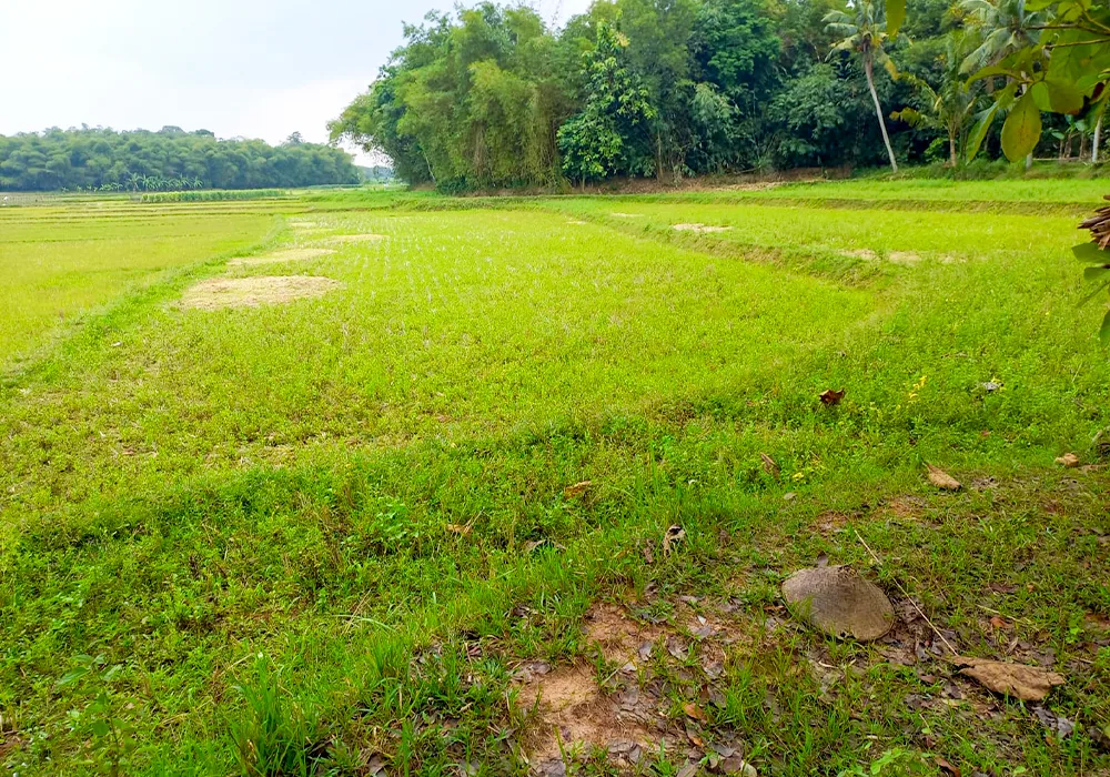 Tanah Luas di Pasir Kupang - Bekasi NPL420-2 - foto 3