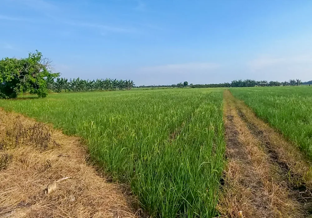 Tanah Luas di Suka Ringin - Bekasi NPL420-4 - foto 2