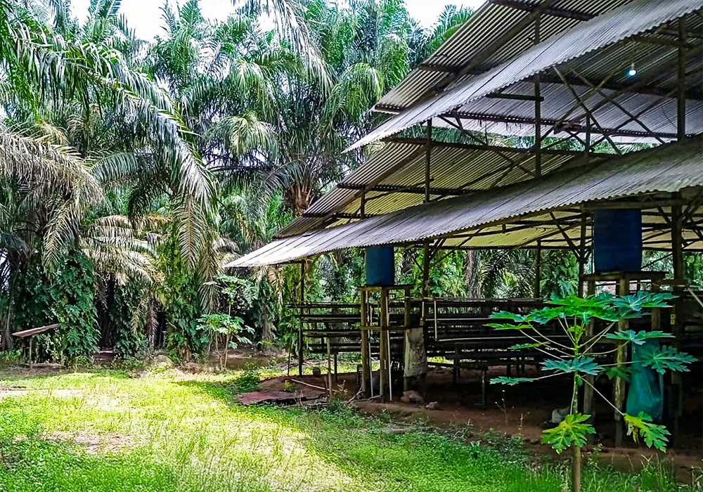 TANAH DI KAB. BANYUASIN - NPL435-3 - foto 3