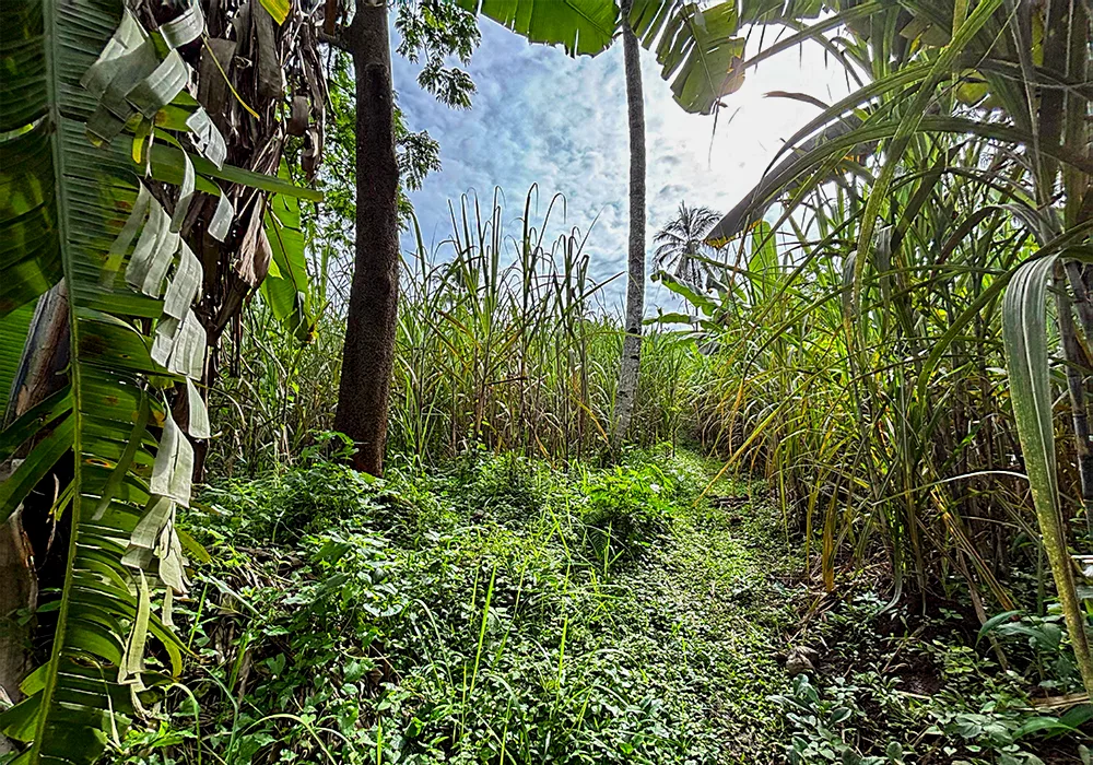 TANAH DI KAB. MALANG - WOFF199-1 - foto 3