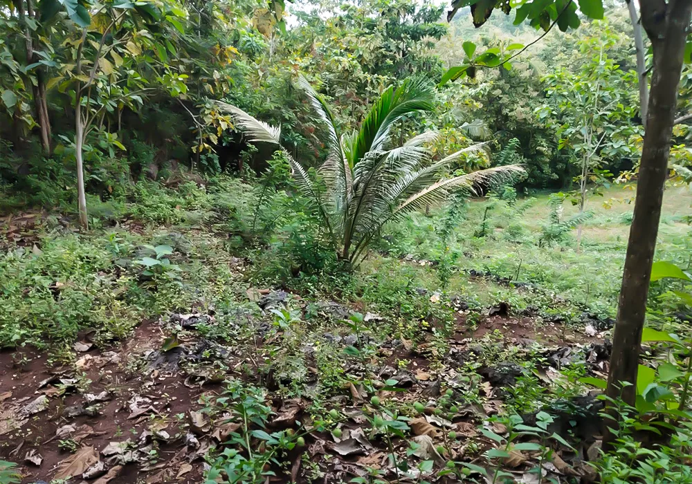 TANAH DI KAB. GUNUNGKIDUL - WOFF295-1 - foto 2