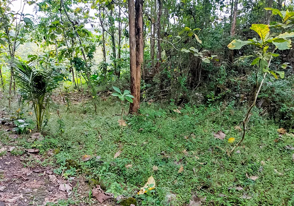 TANAH DI KAB. GUNUNGKIDUL - WOFF295-1 - foto 3