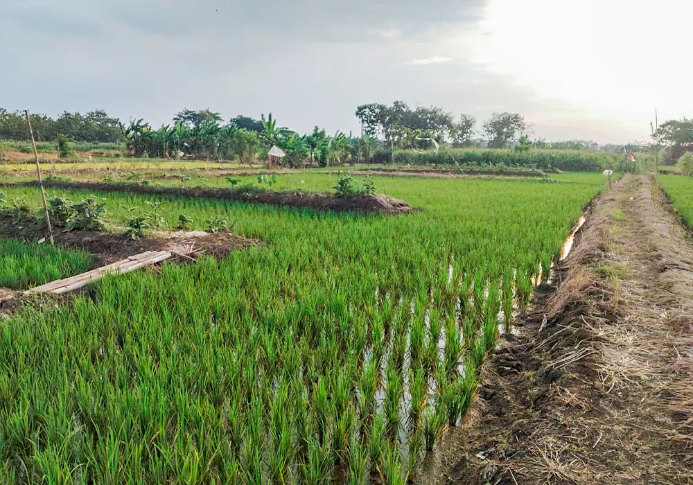 TANAH DI KAB. DEMAK - WOFF297-1 - foto 2
