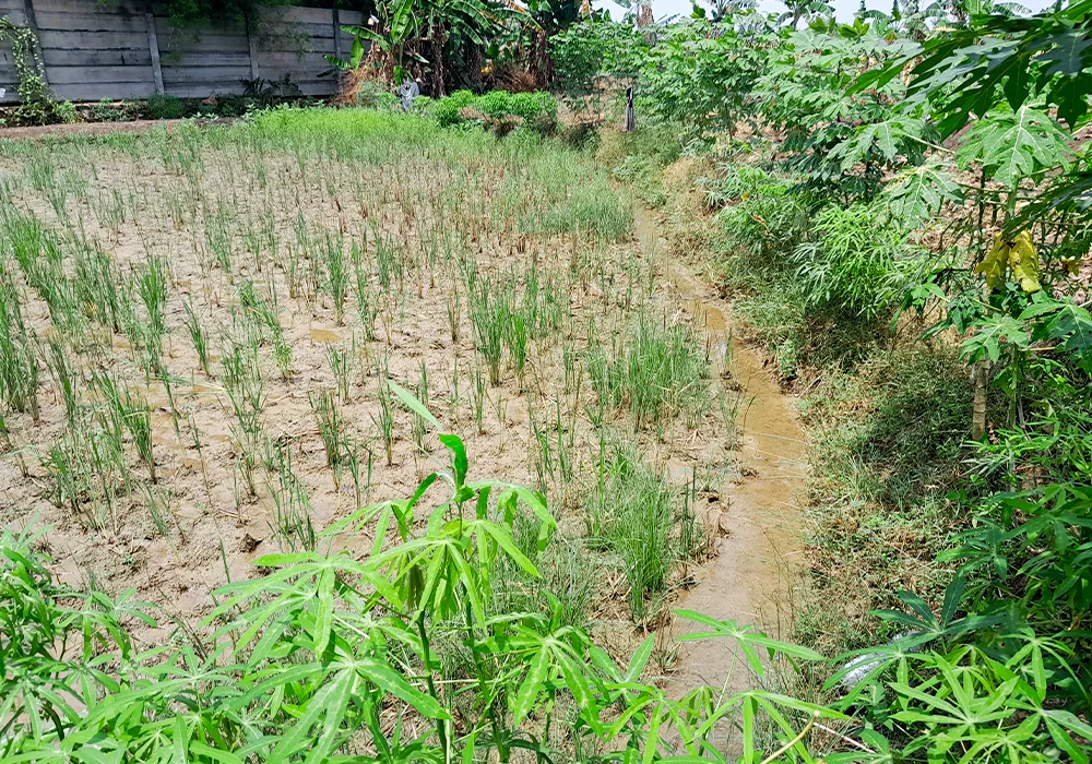 TANAH DI KAB. DEMAK - WOFF297-1 - foto 3