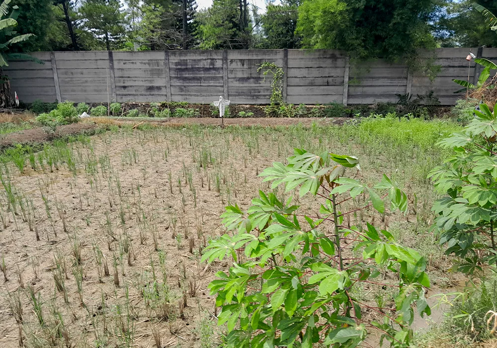 TANAH DI KAB. DEMAK - WOFF297-1 - foto 4