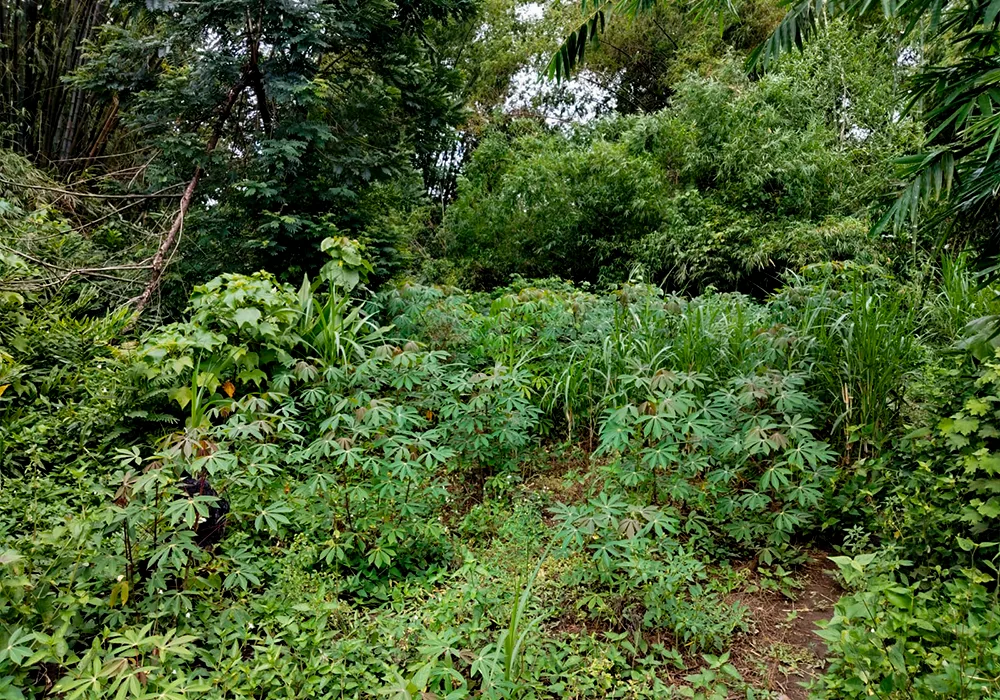 TANAH DI KAB. SUKOHARJO - WOFF346-1 - foto 2