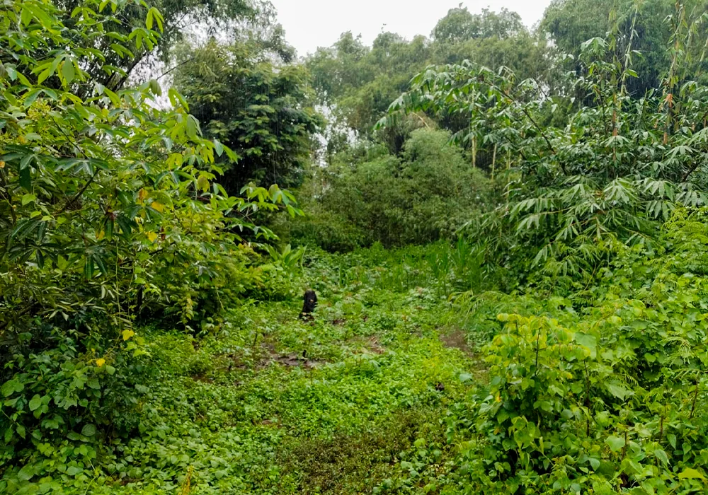TANAH DI KAB. SUKOHARJO - WOFF346-1 - foto 4