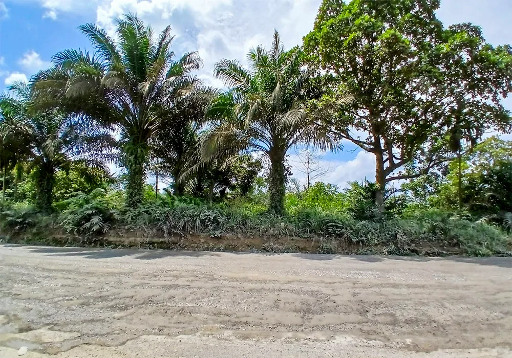 TANAH DI KAB. TANJUNG JABUNG BARAT - WOFF5099-1 - Jambi
