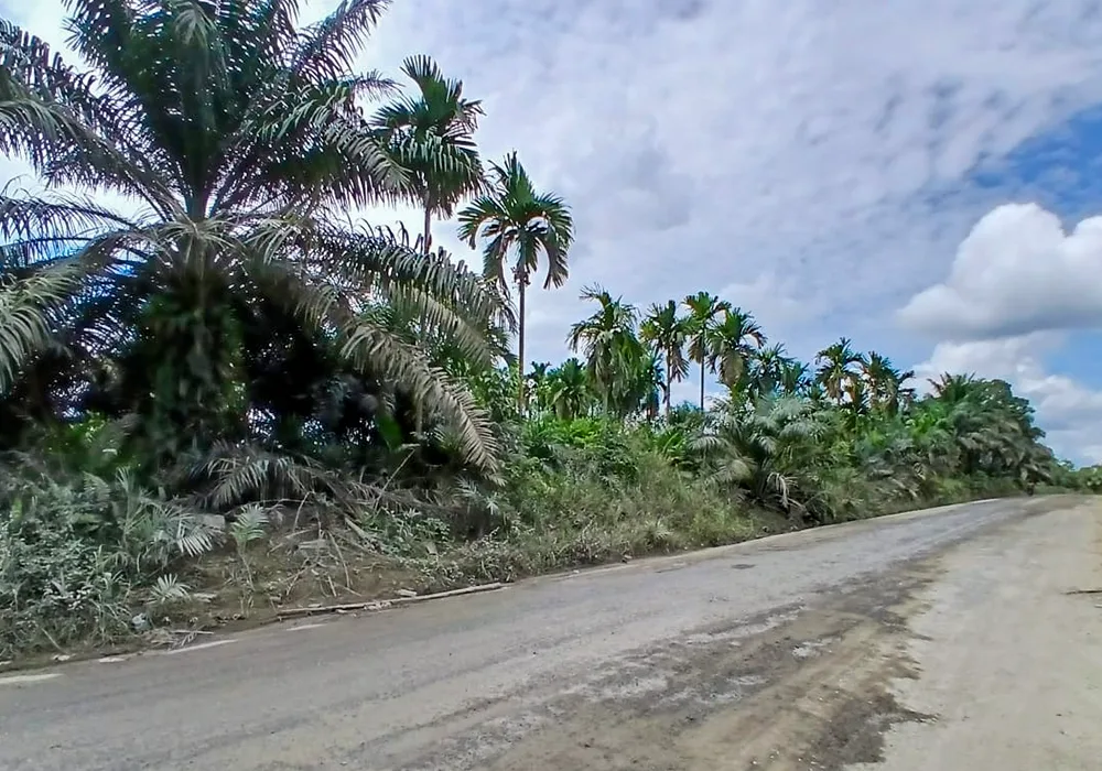 TANAH DI KAB. TANJUNG JABUNG BARAT - WOFF5099-1 - foto 3