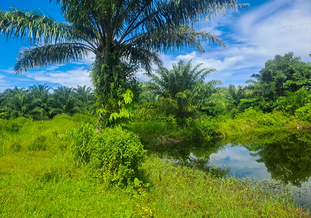 TANAH DI KAB. MUKO-MUKO - WOFF580-2 - foto 2