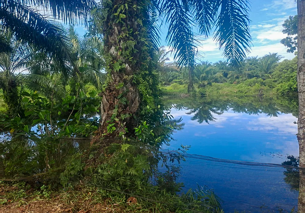 TANAH DI KAB. MUKO-MUKO - WOFF580-2 - foto 3