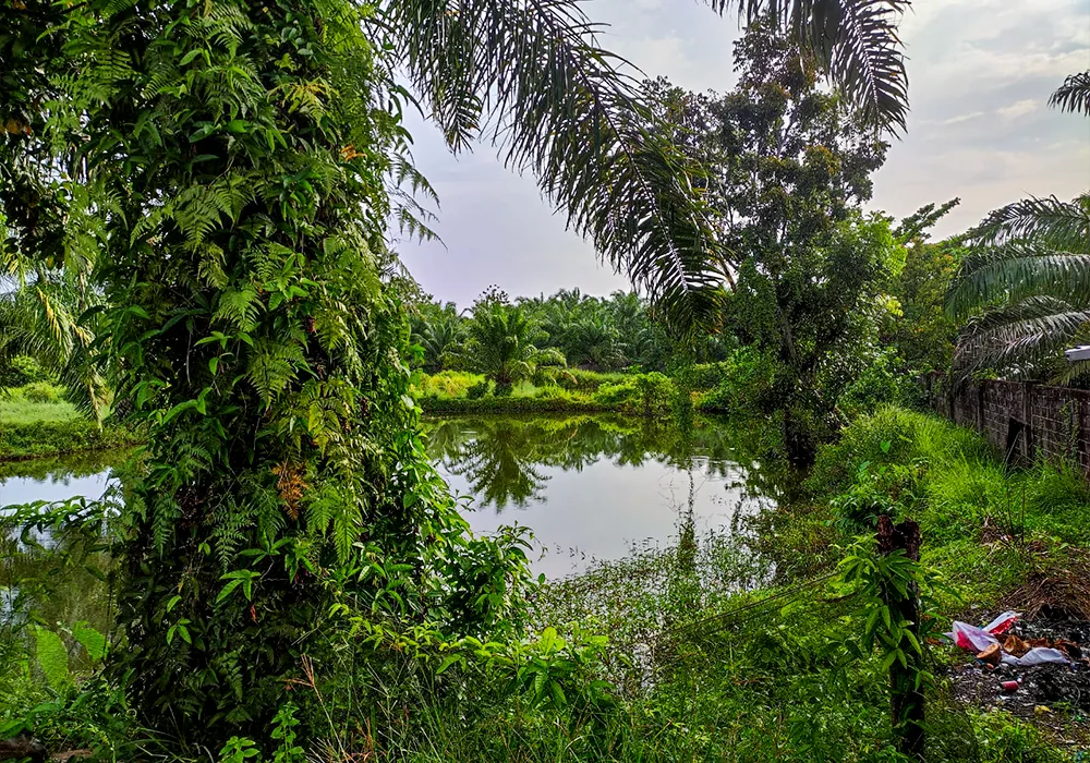 TANAH DI KAB. MUKO-MUKO - WOFF580-2 - foto 4