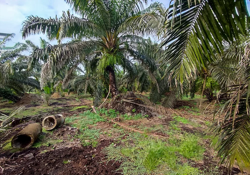 TANAH DI KAB. MUKOMUKO - WOFF580-3 - foto 4