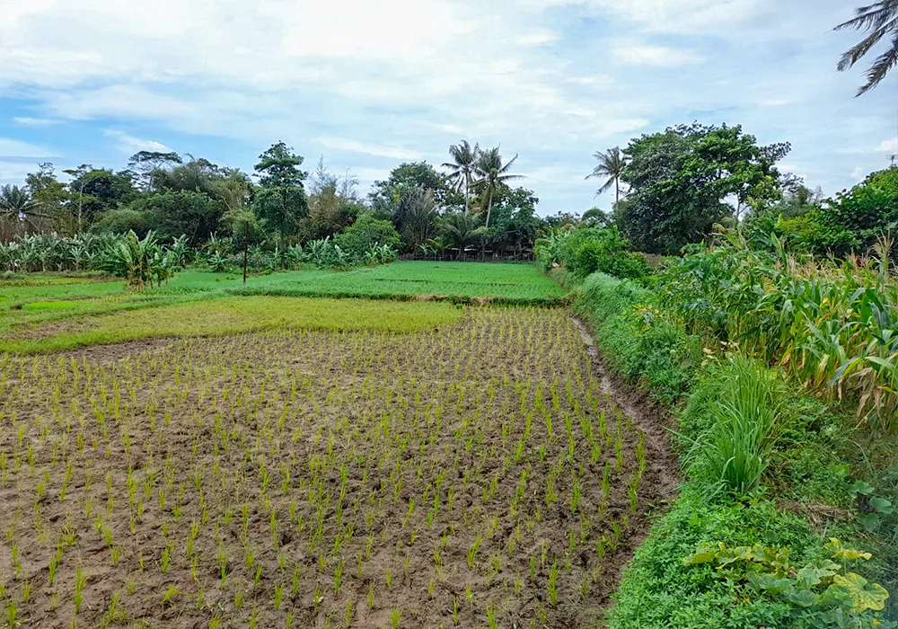 TANAH DI KAB. SERANG - WOFF601-4 - foto 2
