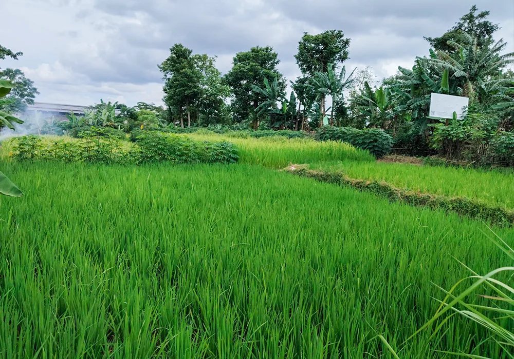 TANAH DI KAB. SERANG - WOFF601-5 - foto 3