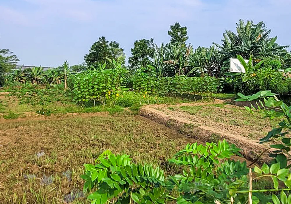 TANAH DI KAB. SERANG - WOFF601-5 - foto 4