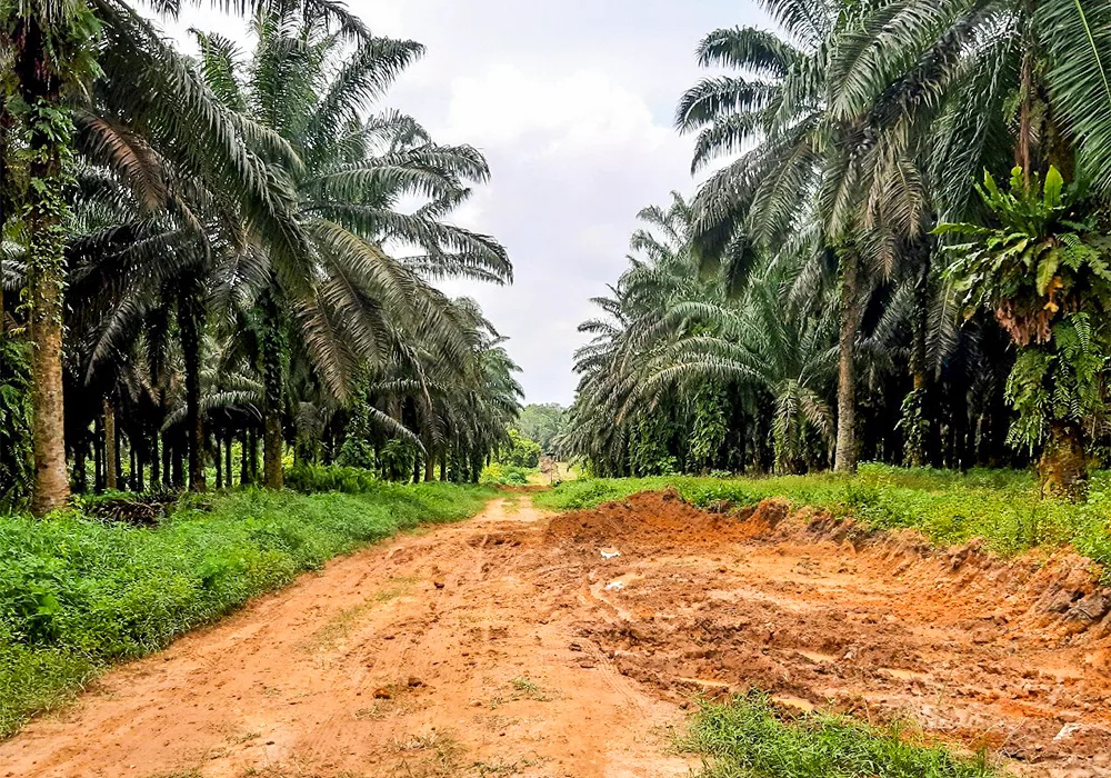TANAH DI KAB. KOTAWARINGIN BARAT - WOFF668-1 - Kalimantan Tengah