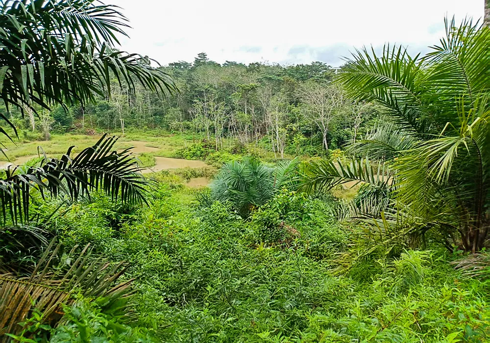 TANAH DI KAB. TEBO - WOFF745-3 - foto 2