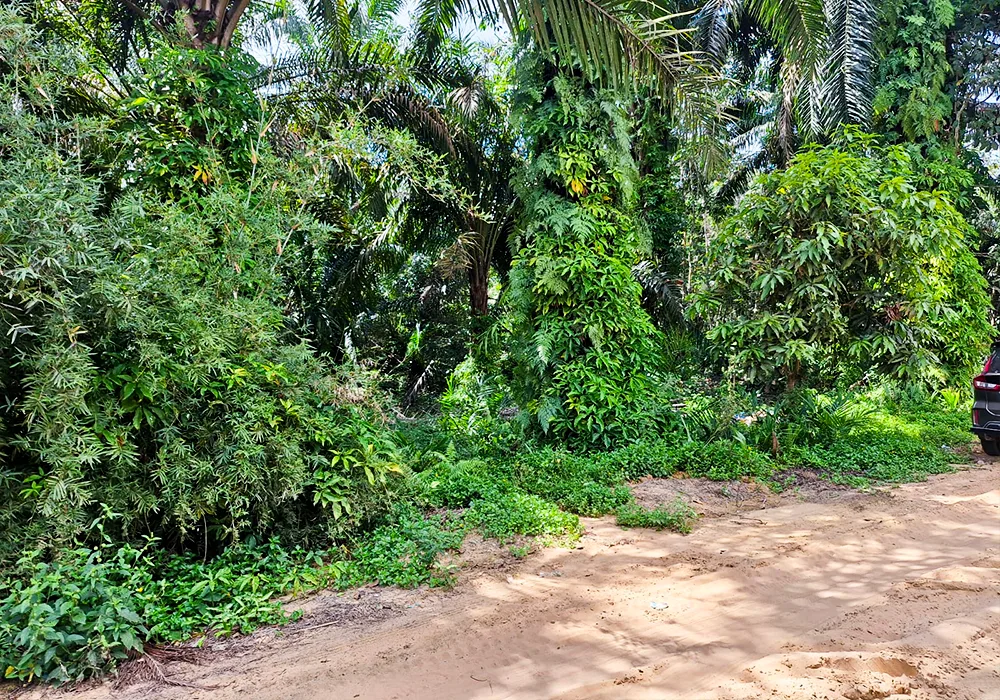 TANAH DI KAB. LABUHAN BATU SELATAN - WOFF748-3 - foto 2