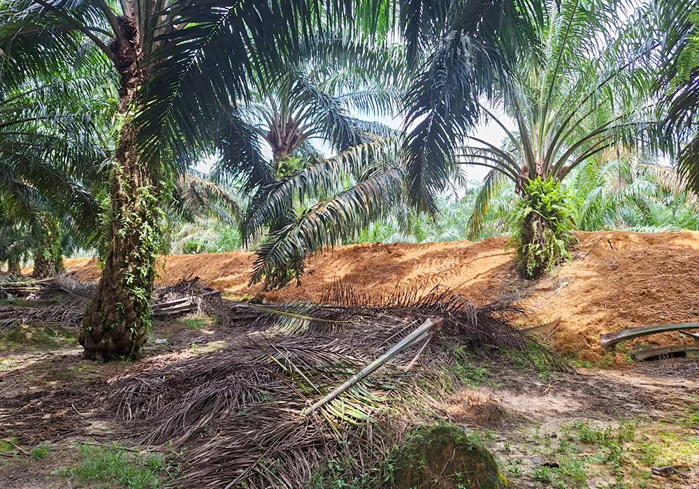 TANAH DI KAB. LABUHAN BATU SELATAN - WOFF764-1 - foto 3