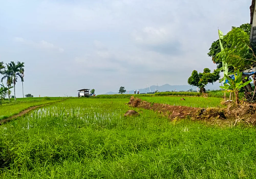 TANAH DI KAB. SITUBONDO - WOFF773-1 - foto 2