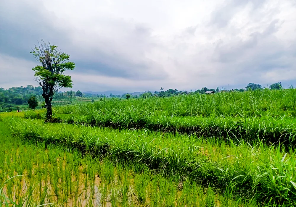 TANAH DI KAB. SITUBONDO - WOFF773-1 - foto 3
