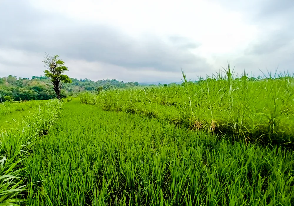 TANAH DI KAB. SITUBONDO - WOFF773-1 - foto 4