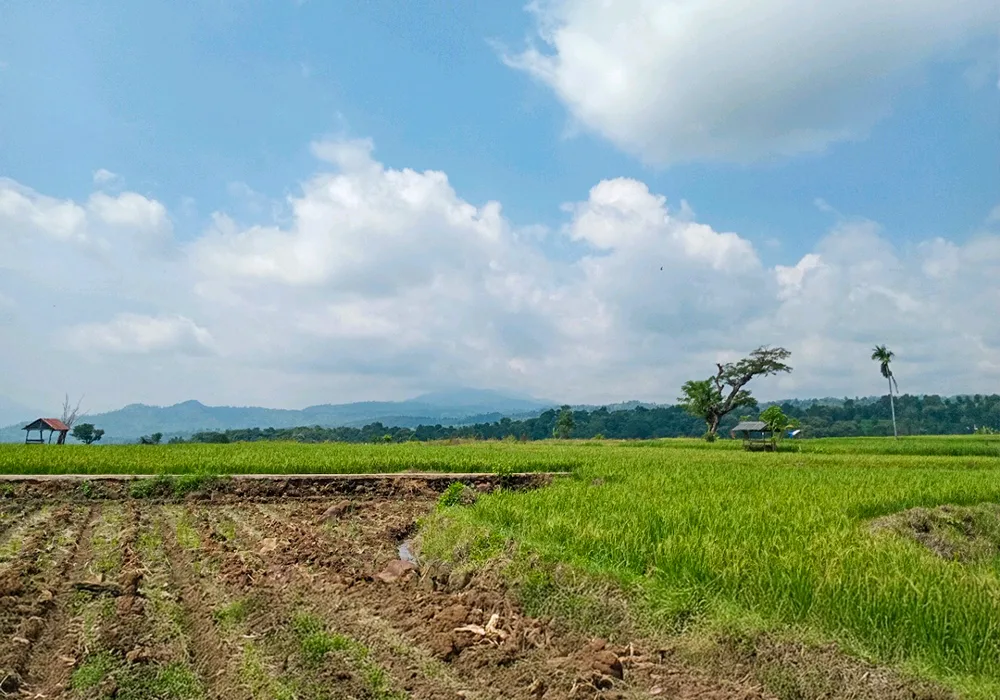 TANAH DI KAB. SITUBONDO - WOFF787-1 - foto 2