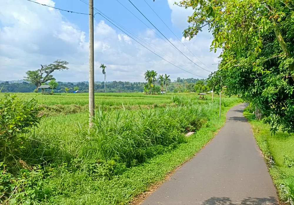 TANAH DI KAB. SITUBONDO - WOFF787-1 - foto 3