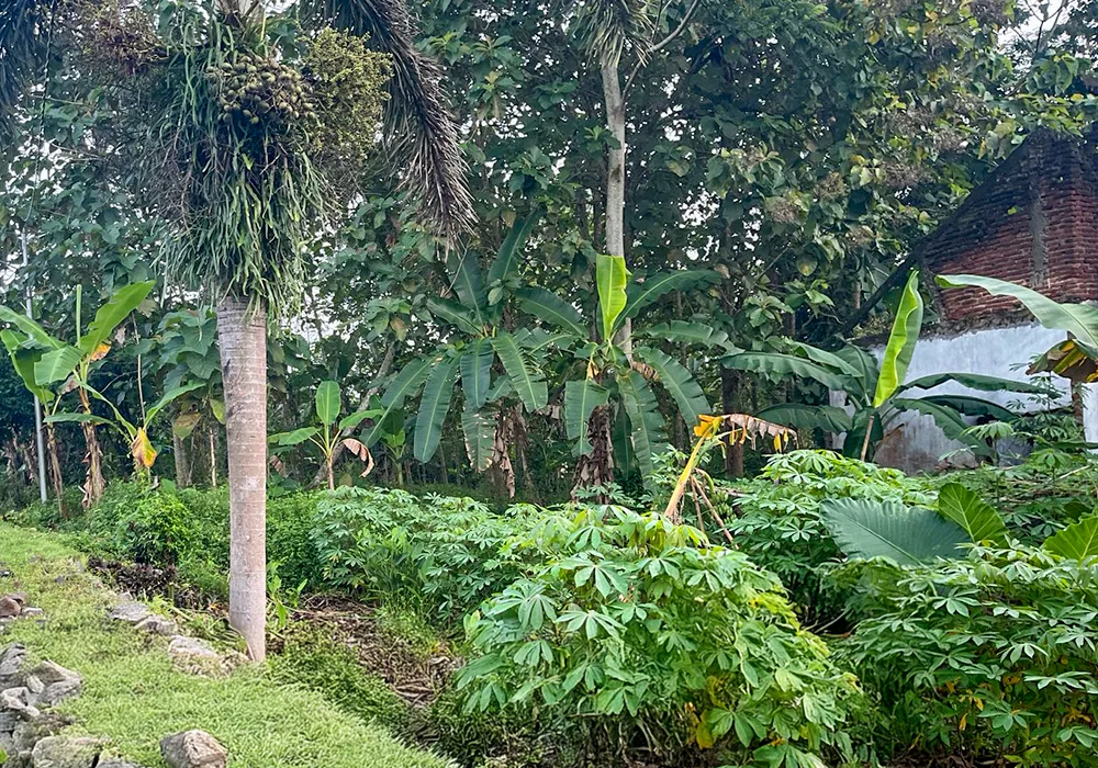 RUMAH DI KAB. CILACAP - WOFF788-1 - foto 4