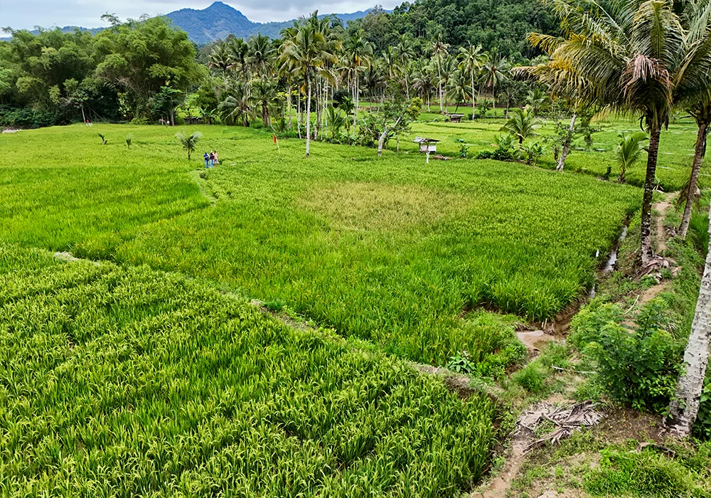 TANAH DI KAB. LAMPUNG BARAT - WOFF789-1 - foto 2