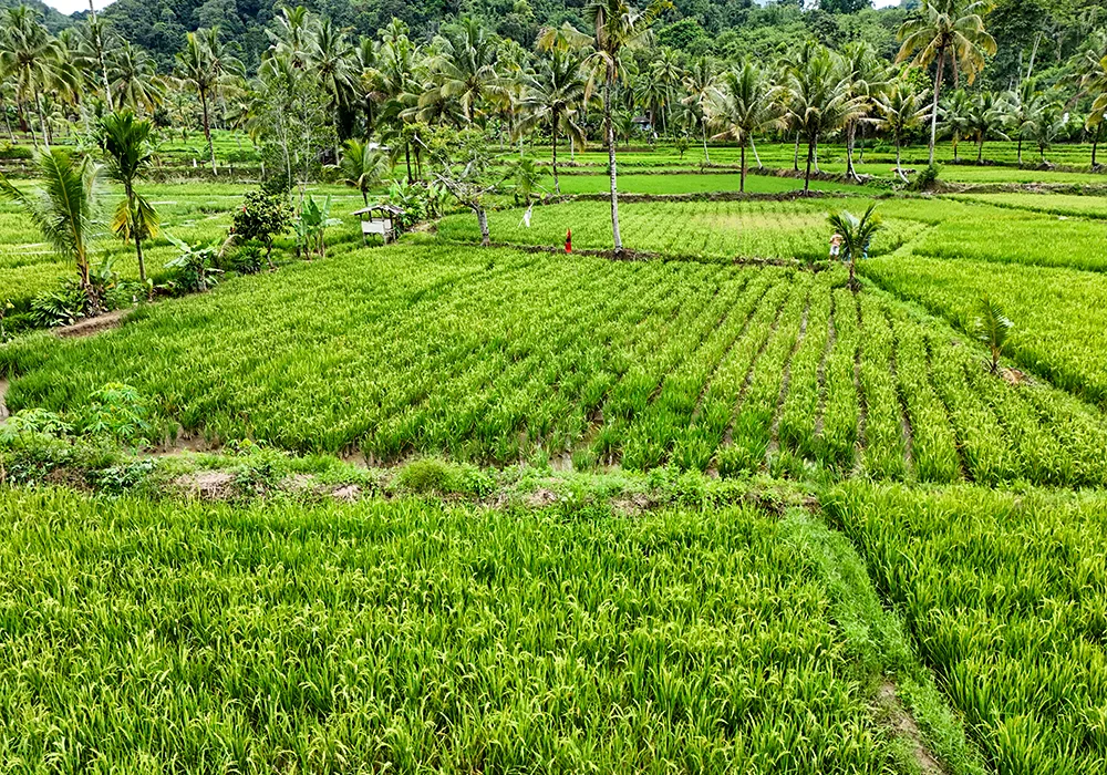 TANAH DI KAB. LAMPUNG BARAT - WOFF789-1 - foto 3