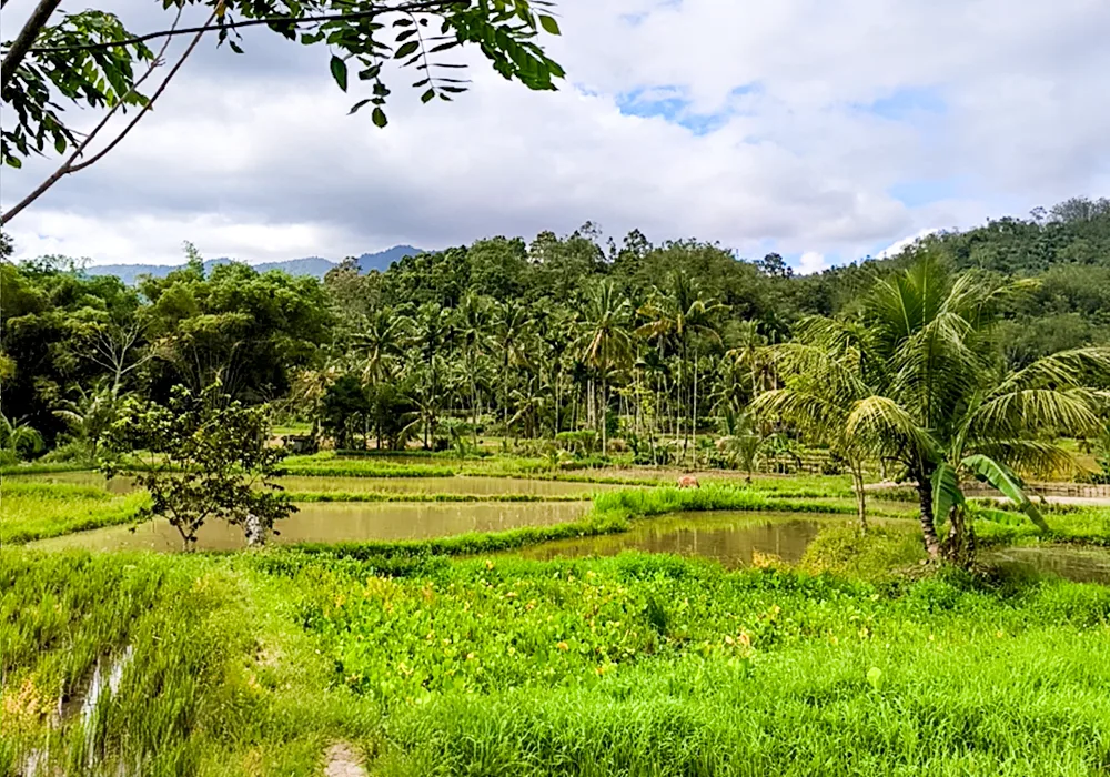 TANAH DI KAB. LAMPUNG BARAT - WOFF789-1 - foto 4