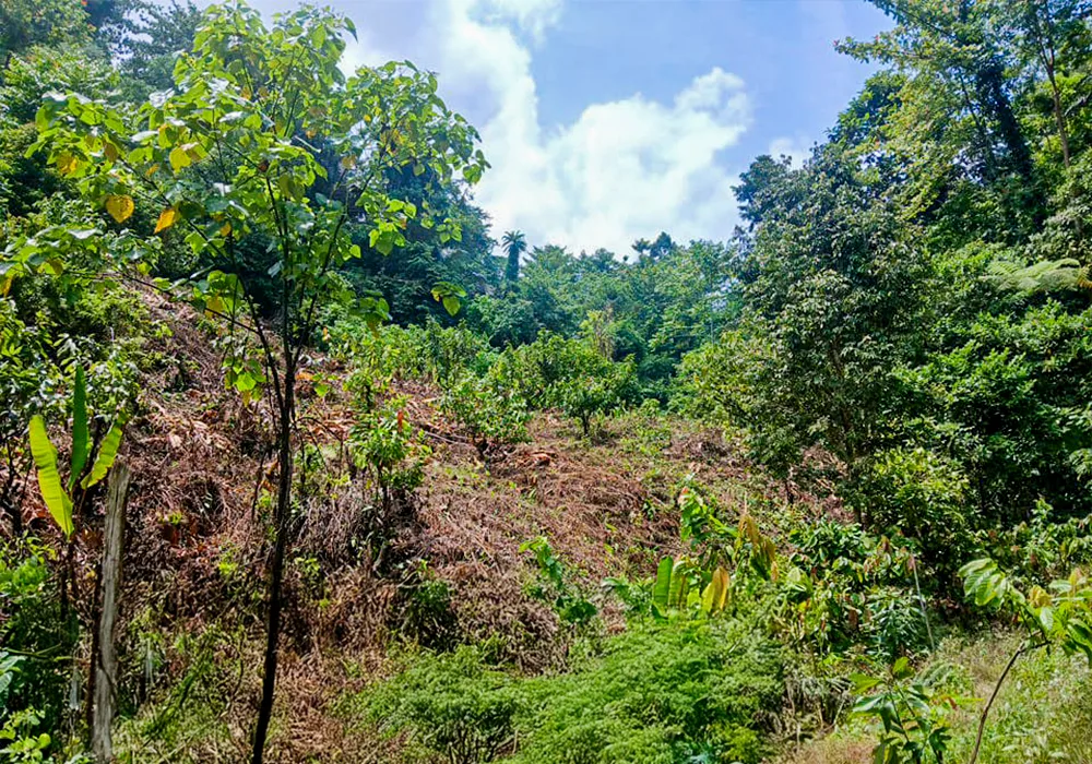 TANAH DI KAB. PARIGI MOUTONG -  WOFF791-1 - foto 2
