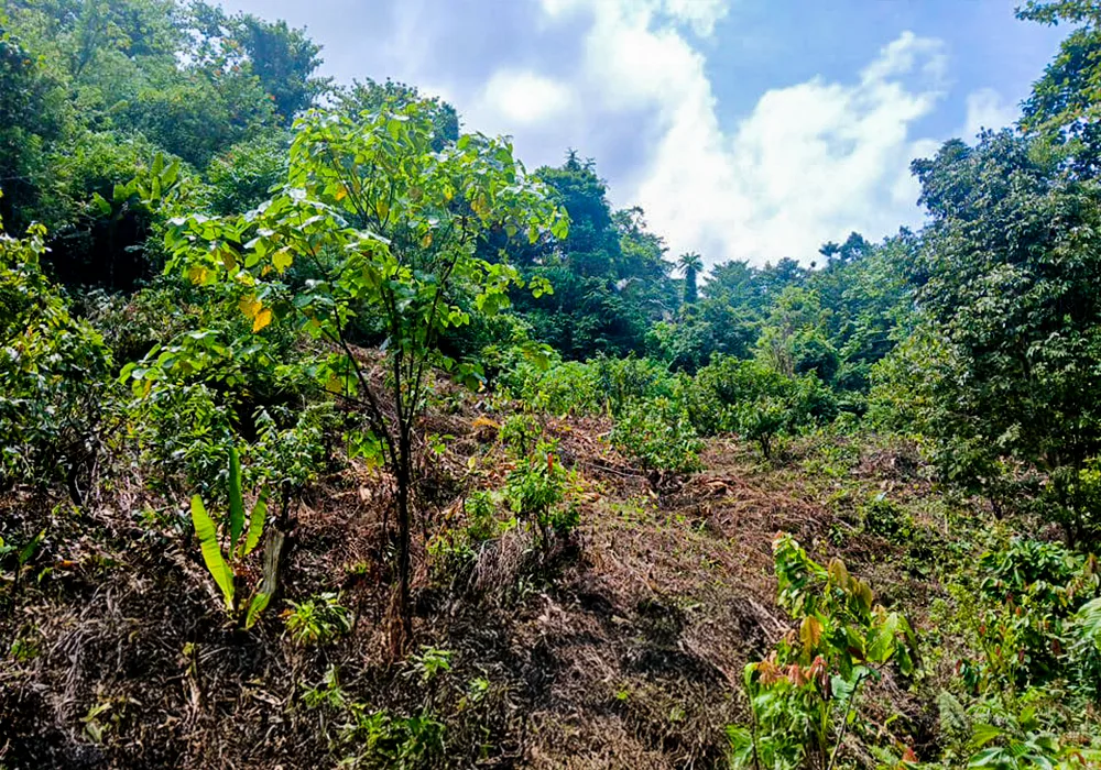 TANAH DI KAB. PARIGI MOUTONG -  WOFF791-1 - foto 3