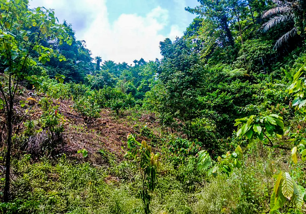 TANAH DI KAB. PARIGI MOUTONG -  WOFF791-1 - foto 4