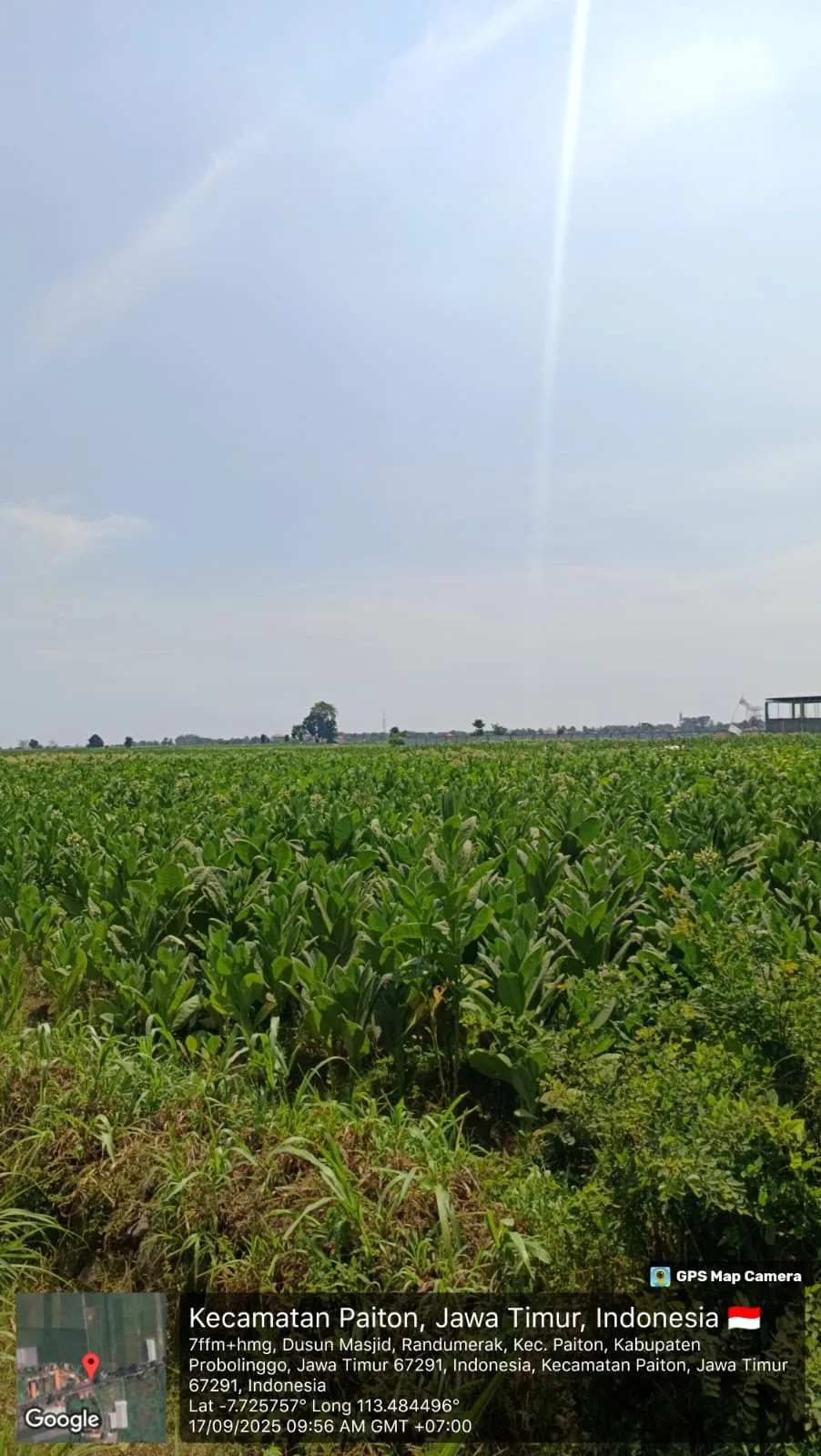 TANAH DI KAB. PROBOLINGGO - WOFF796-2 - foto 3
