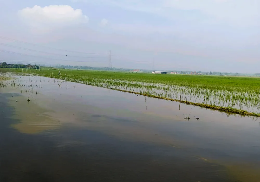 TANAH DI KAB. MOJOKERTO - WOFF868-1 - foto 2