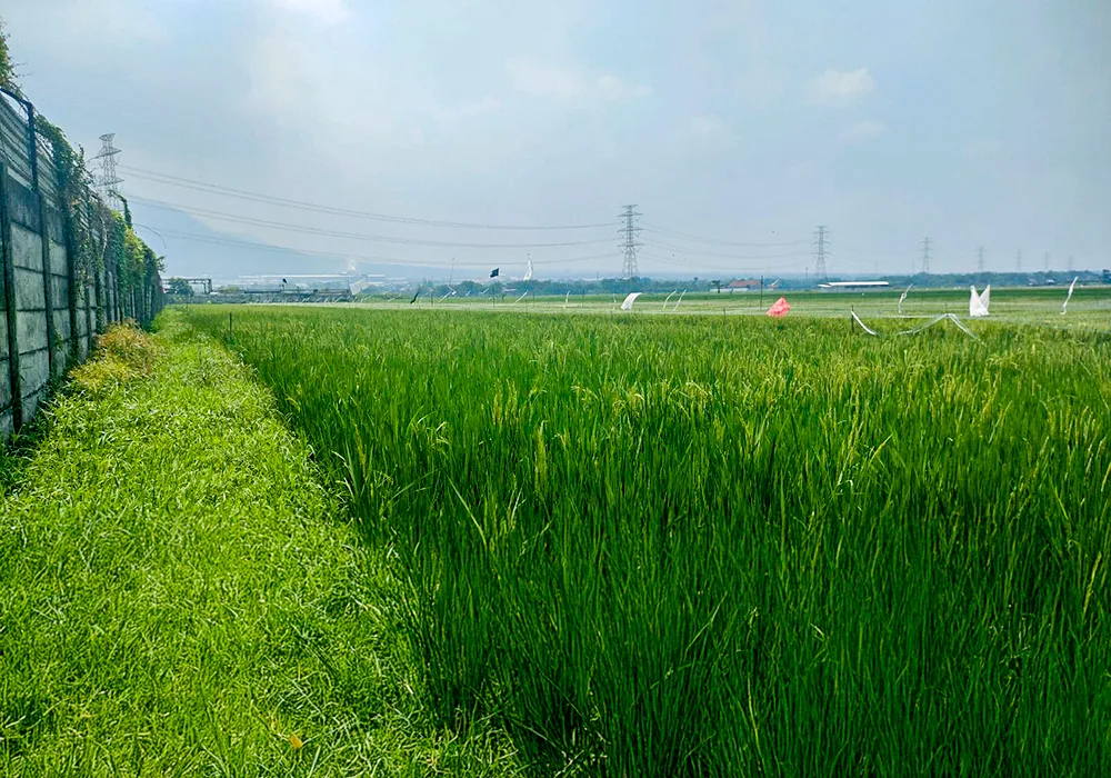TANAH DI KAB. MOJOKERTO - WOFF868-1 - foto 3
