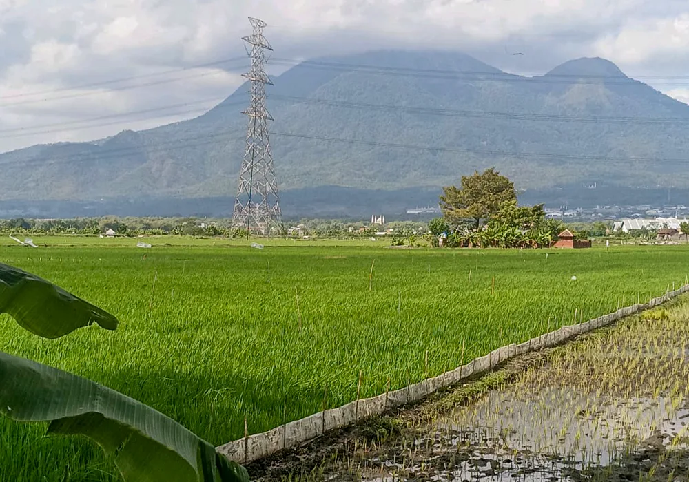 TANAH DI KAB. MOJOKERTO - WOFF868-2 - foto 2