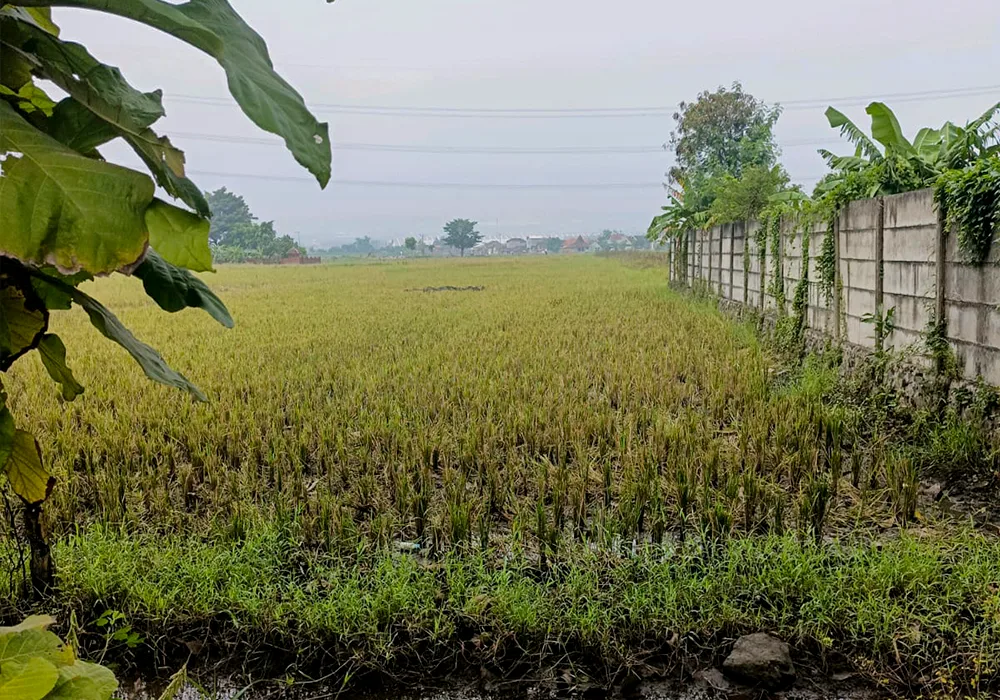 TANAH DI KAB. MOJOKERTO - WOFF868-2 - foto 3
