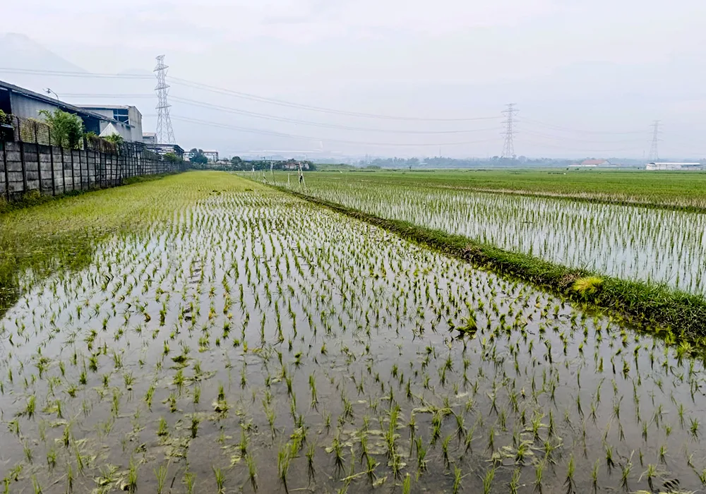 TANAH DI KAB. MOJOKERTO - WOFF868-3 - foto 3