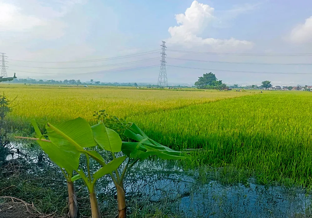 TANAH DI KAB. MOJOKERTO - WOFF868-3 - foto 4